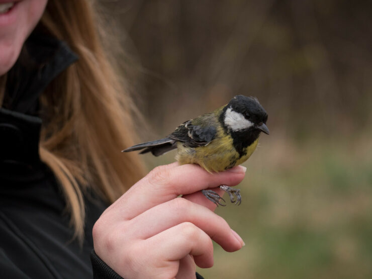 Ranní ptáče dál doskáče…