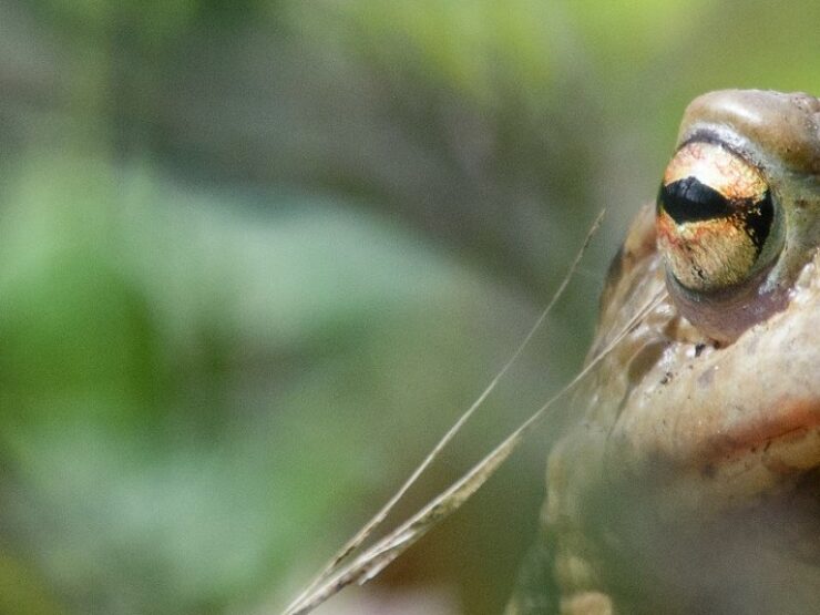 Objevujte divočinu Prahy