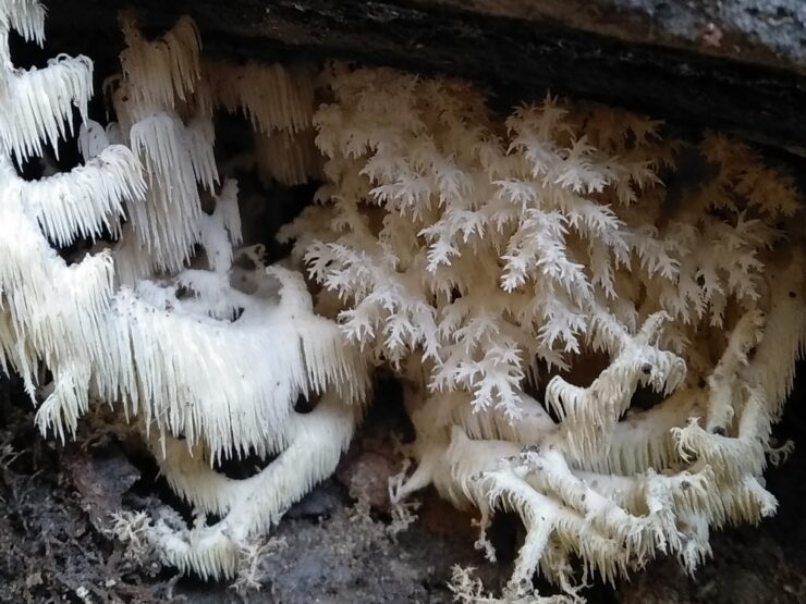 Za houbami Obory Hvězda